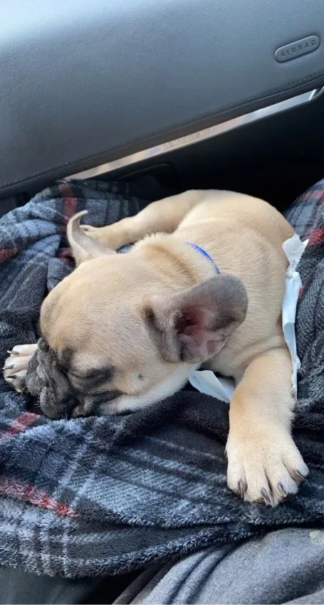 Lost dog in Von Ormy, TX, 78073