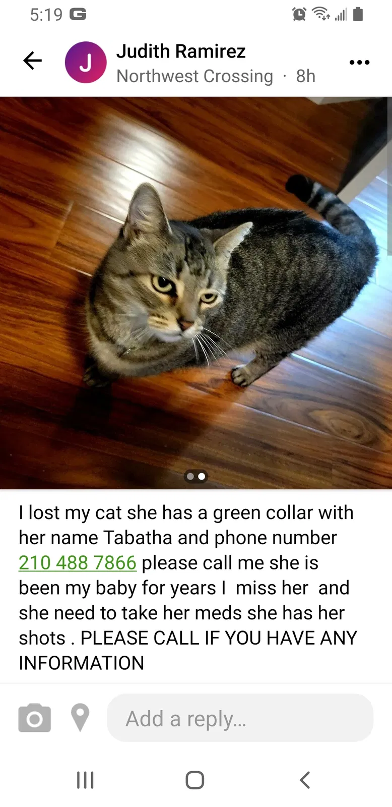 Lost cat in San Antonio, TX, 78250