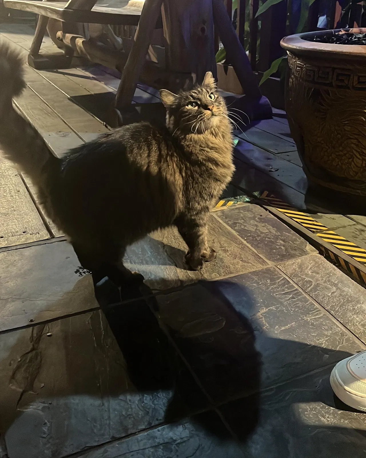 Lost cat in Katy, TX, 77494