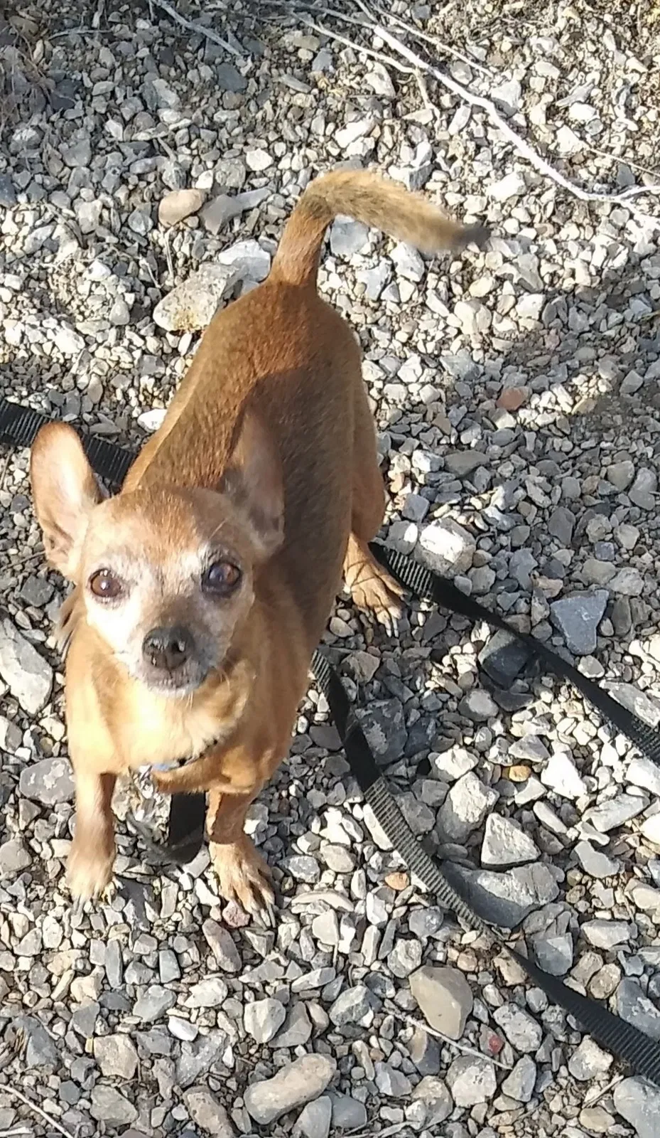 Lost dog in North Las Vegas, NV, 89031