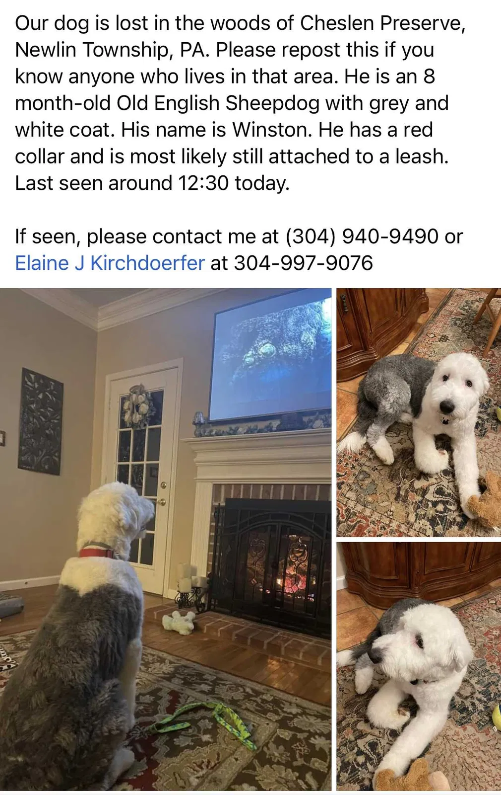 Lost dog in Coatesville, PA, 19320