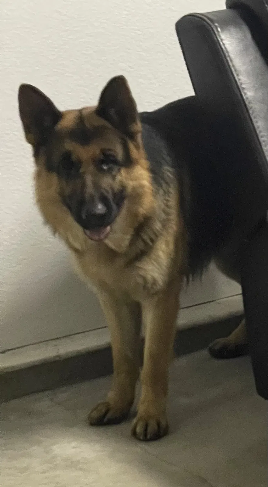Lost dog in Brentwood, CA, 94513