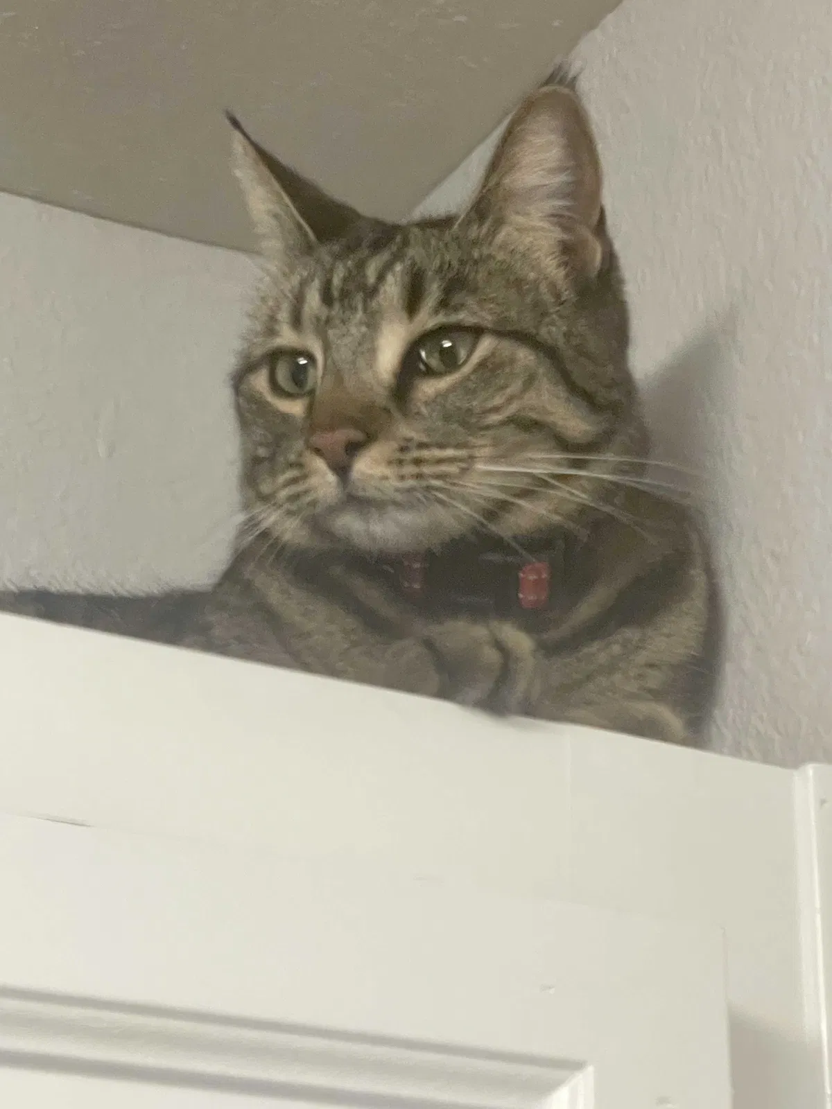 Found cat in Chandler, AZ, 85225