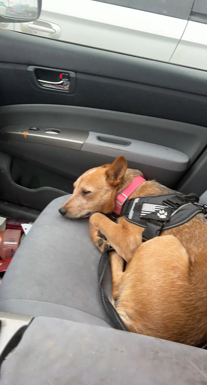 Lost dog in Unknown, KS, 64760