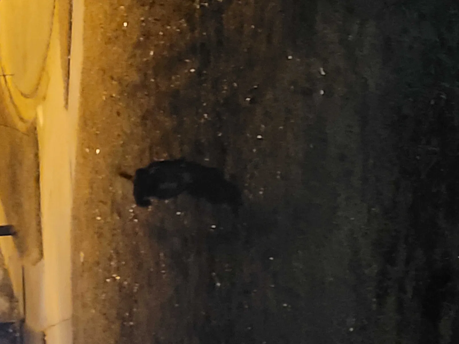 Found dog in Killeen, TX, 76549