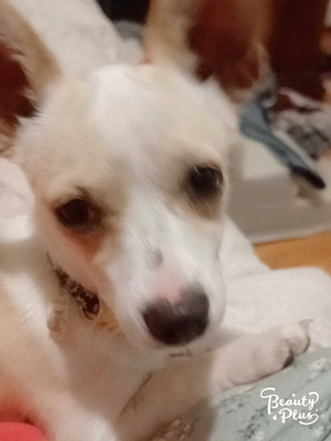 Missing Dog