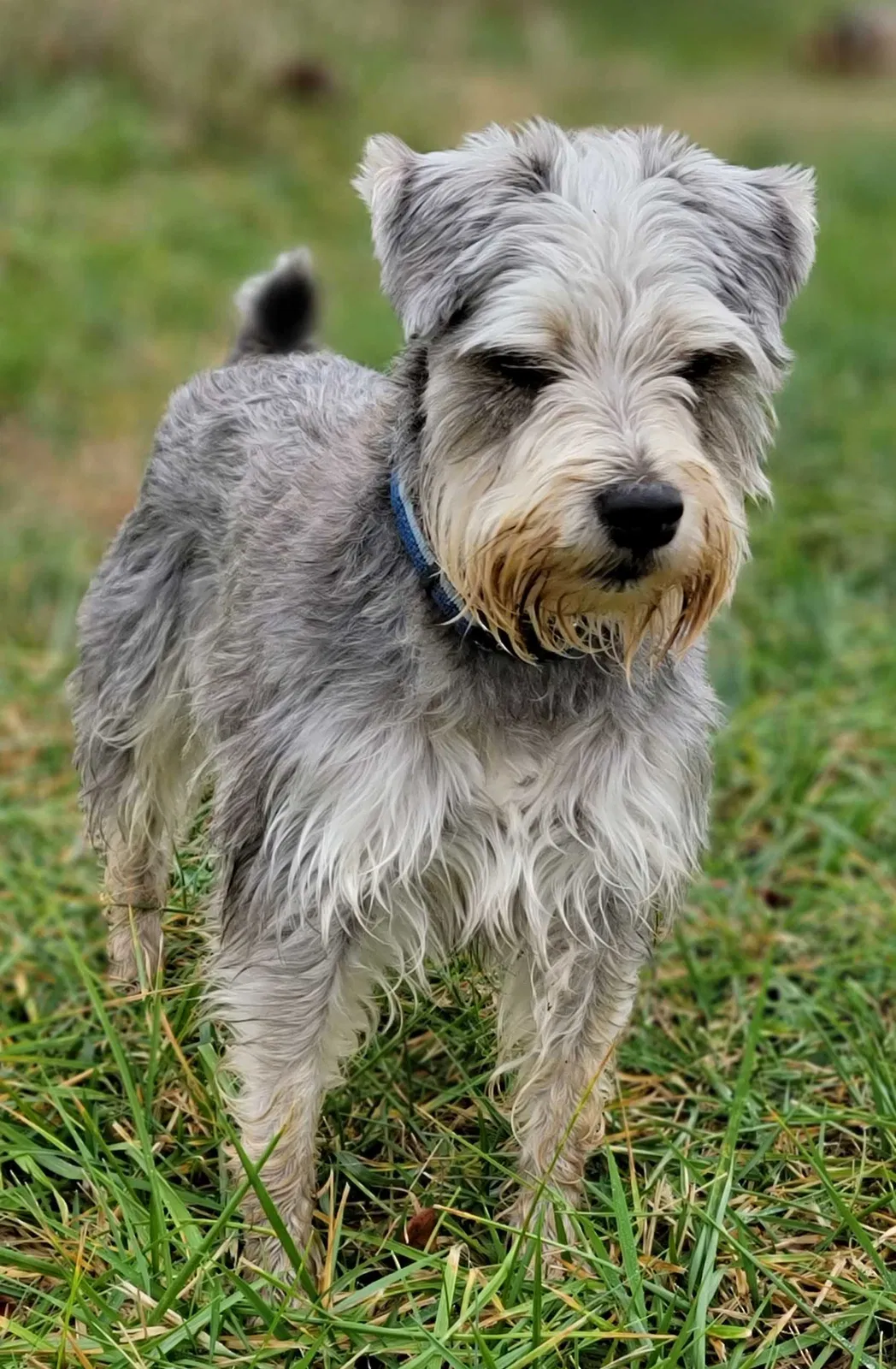 Lost dog in Woodburn, KY, 42170