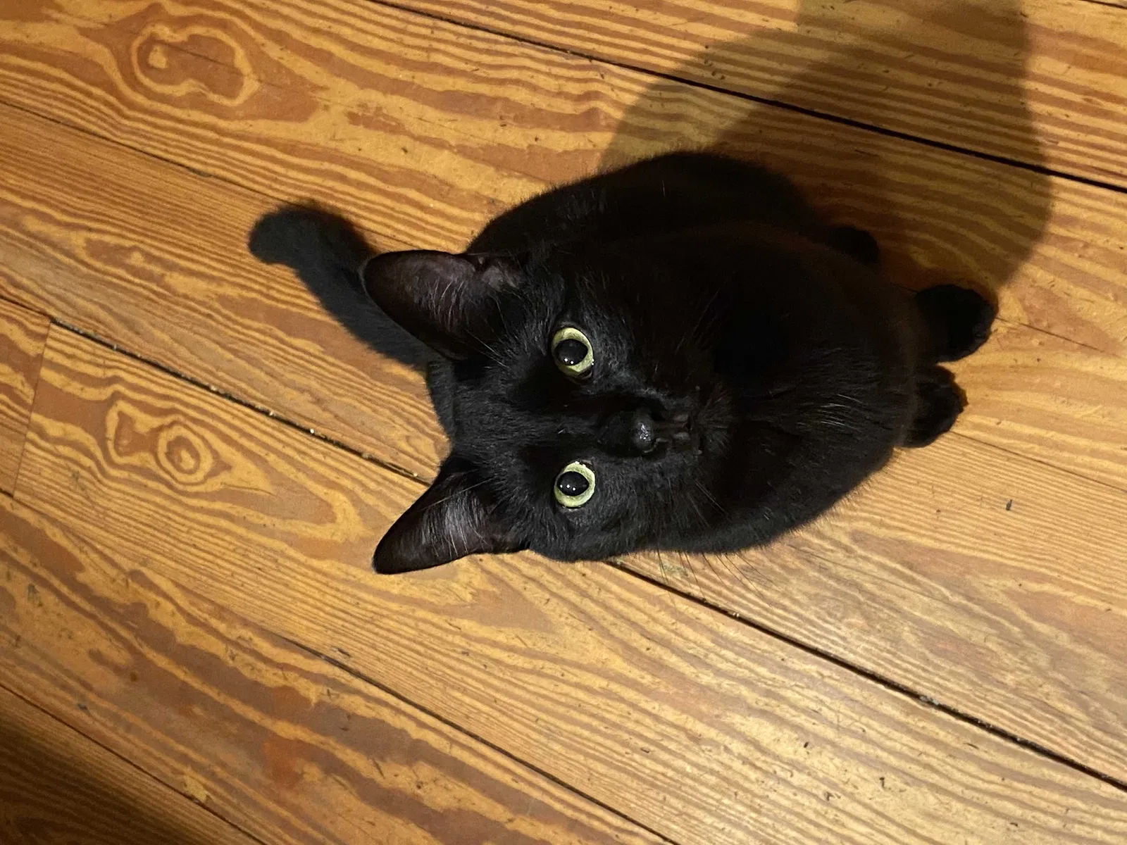 Lost cat in Alpharetta, GA, 30004