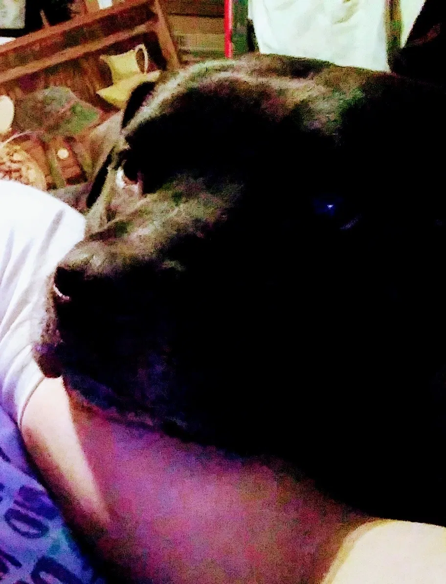 Lost dog in Unknown, WV, 0