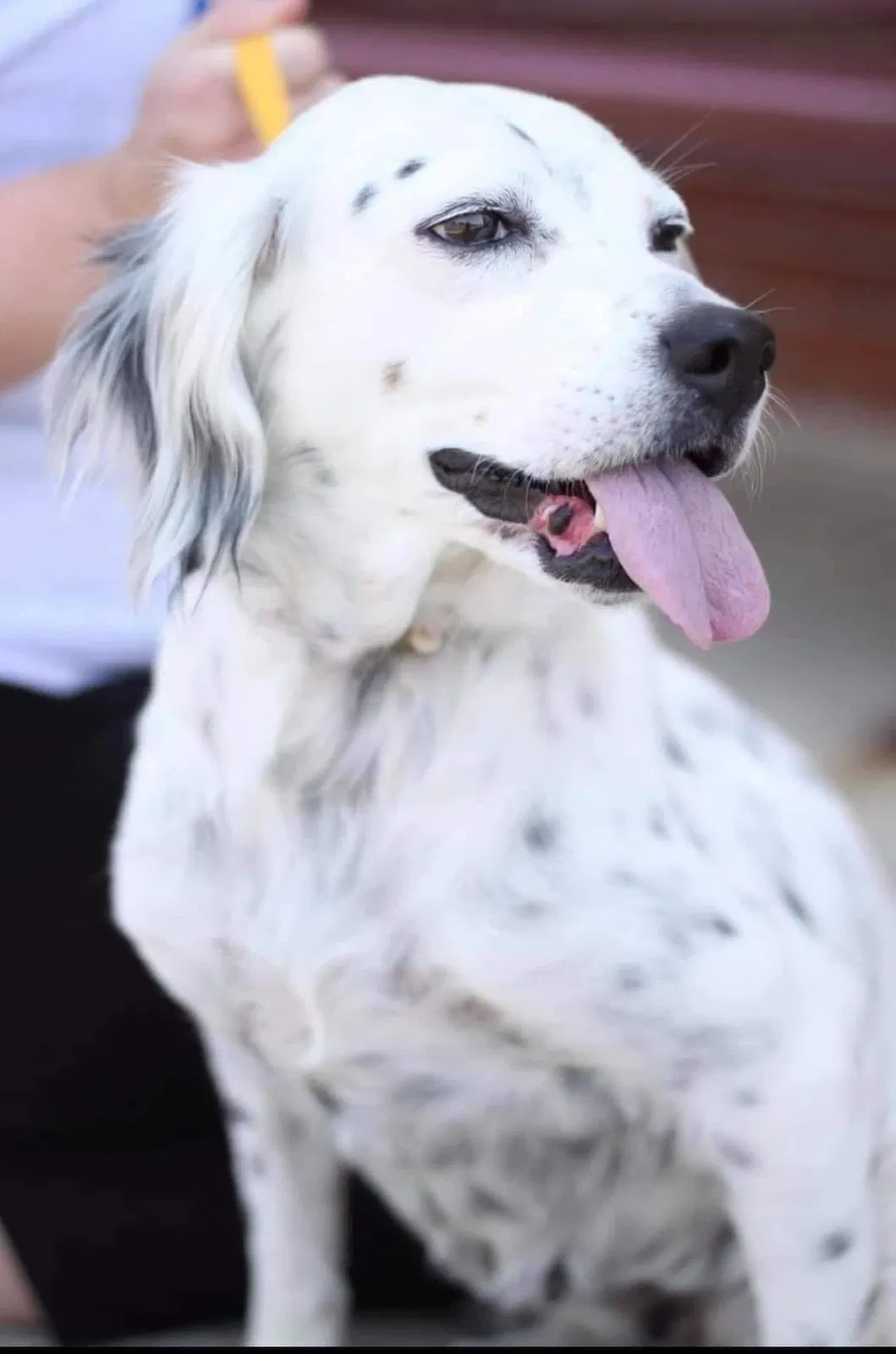 Lost dog in Rockledge, FL, 32955
