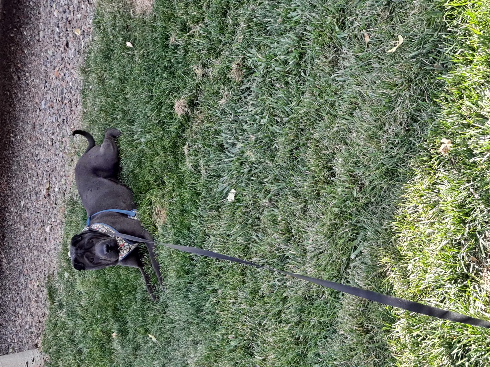 Lost dog in Monument, CO, 80132