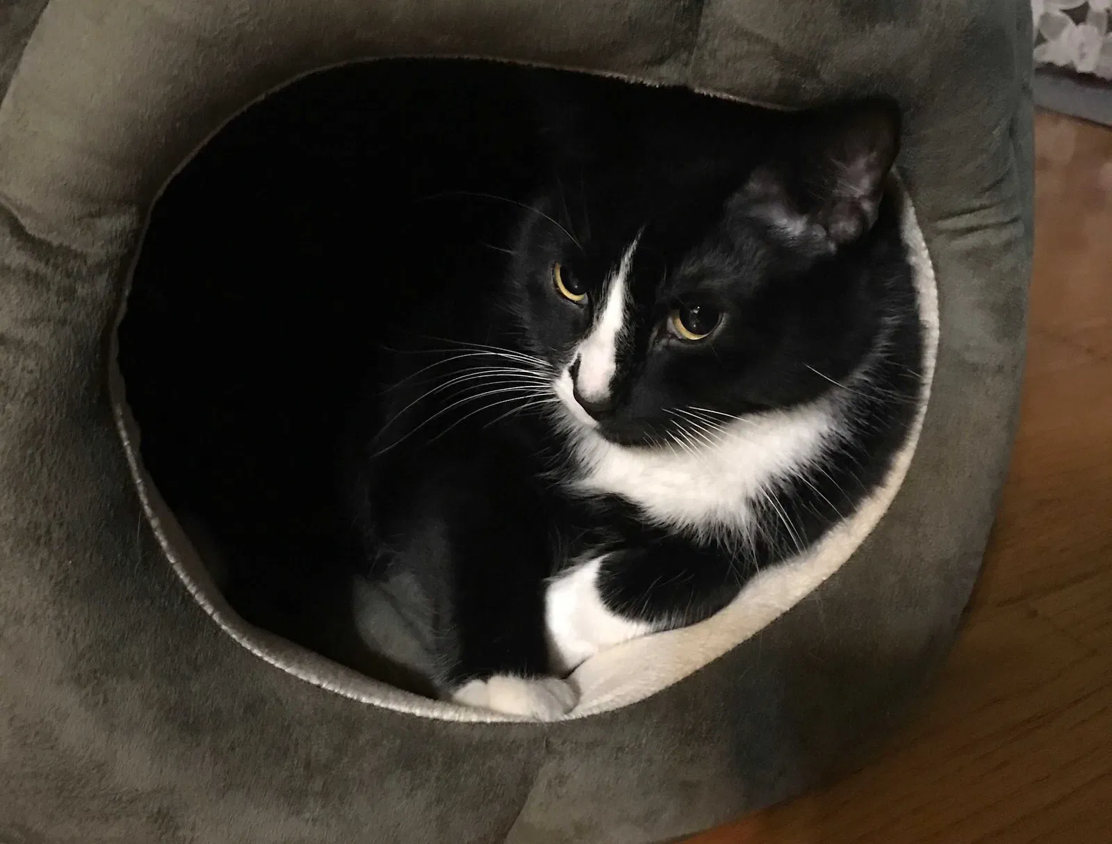 Lost cat in Brooklyn, NY, 11220