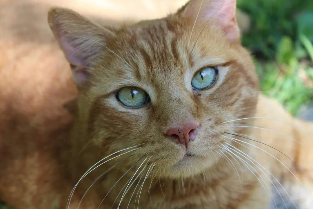 Lost cat in Colbert, GA, 30628