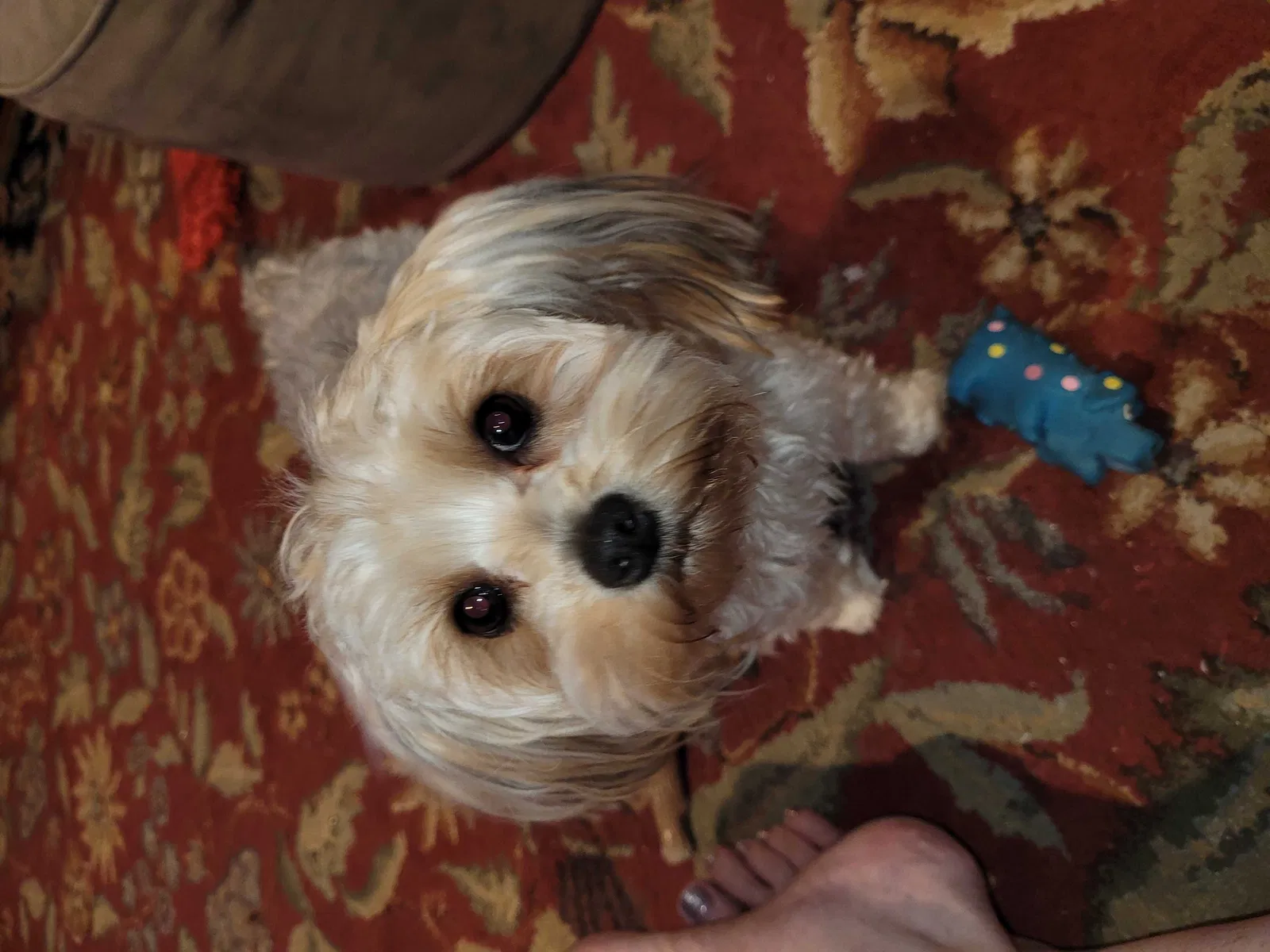 Lost dog in Salem, OR, 97301