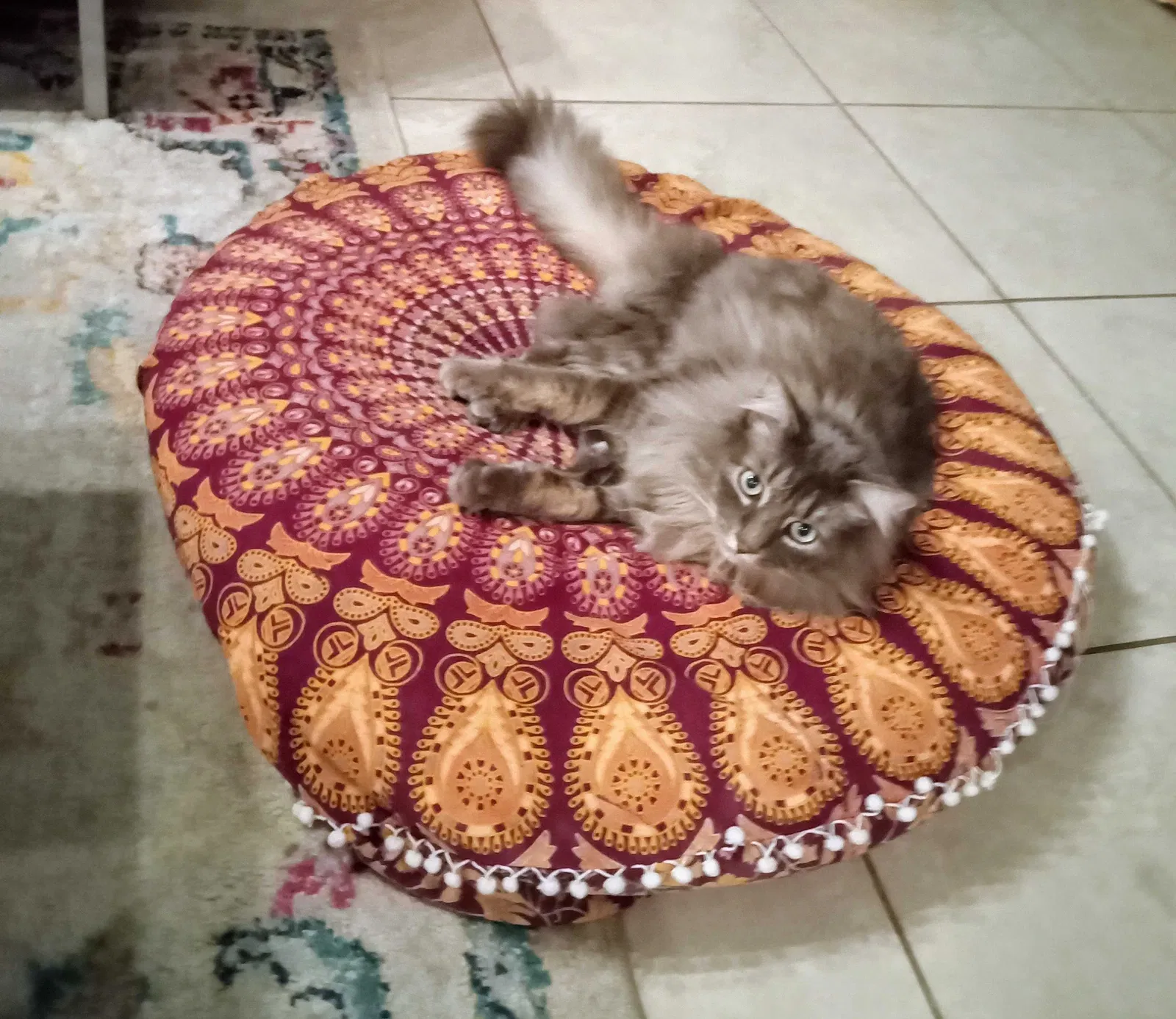 Found cat in Temecula, CA, 92591