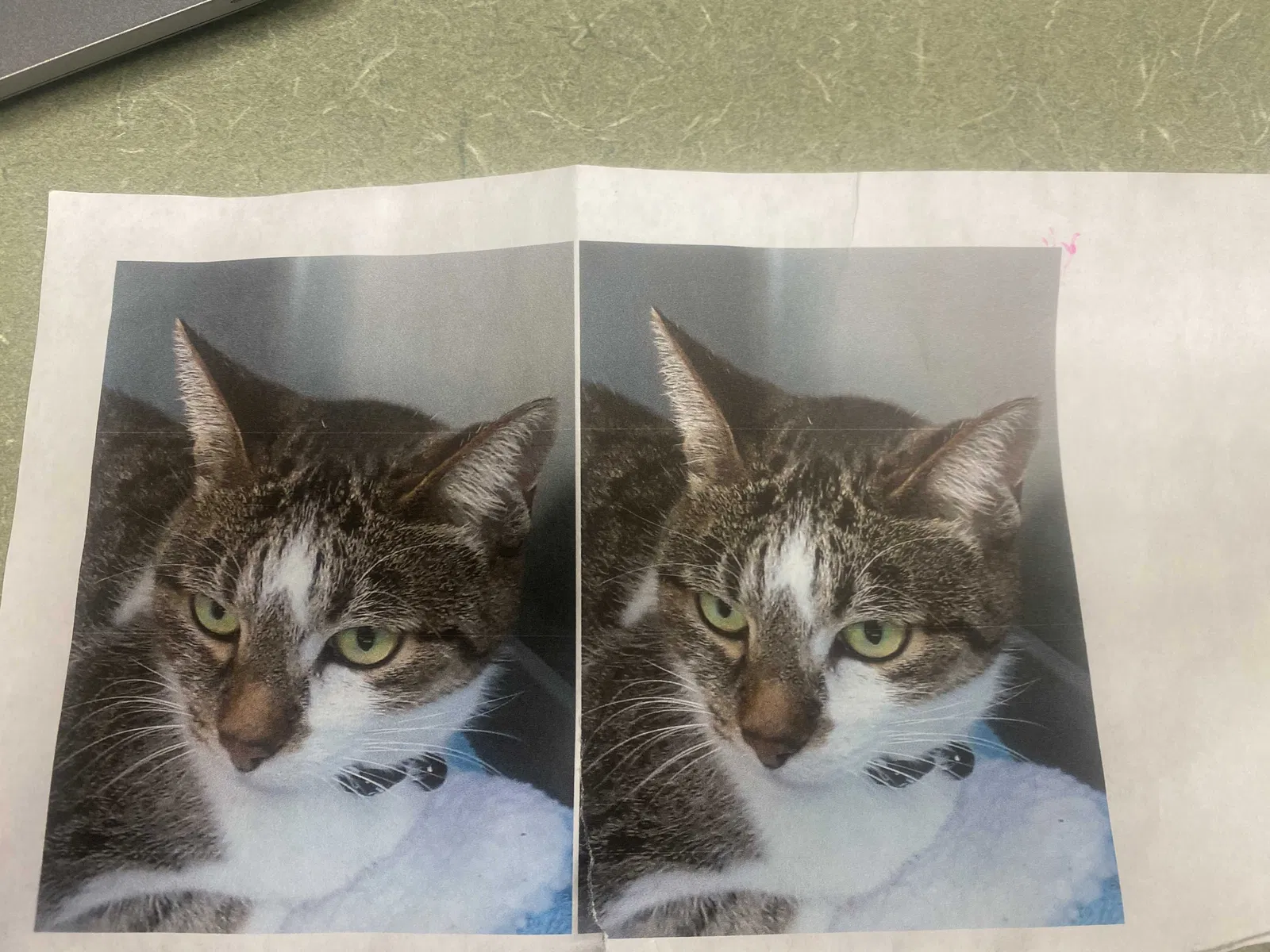 Lost cat in Wichita, KS, 67204