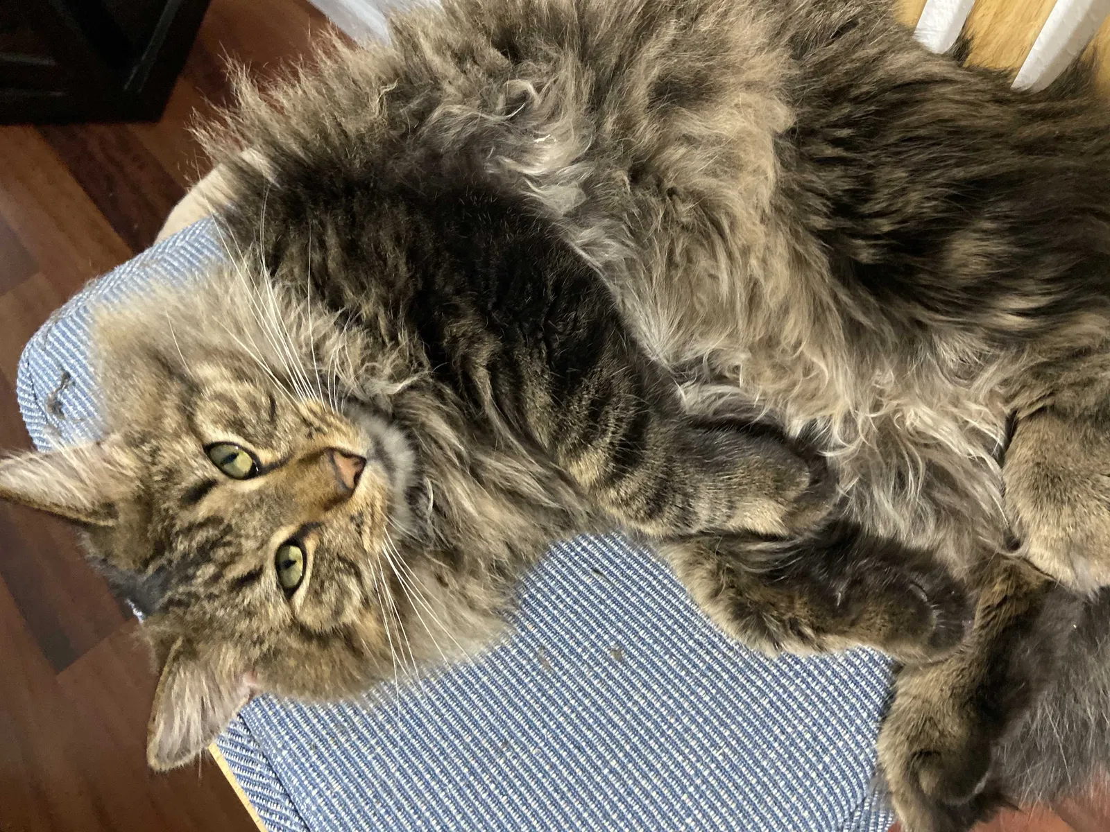 Lost cat in Springfield, IL, 62704