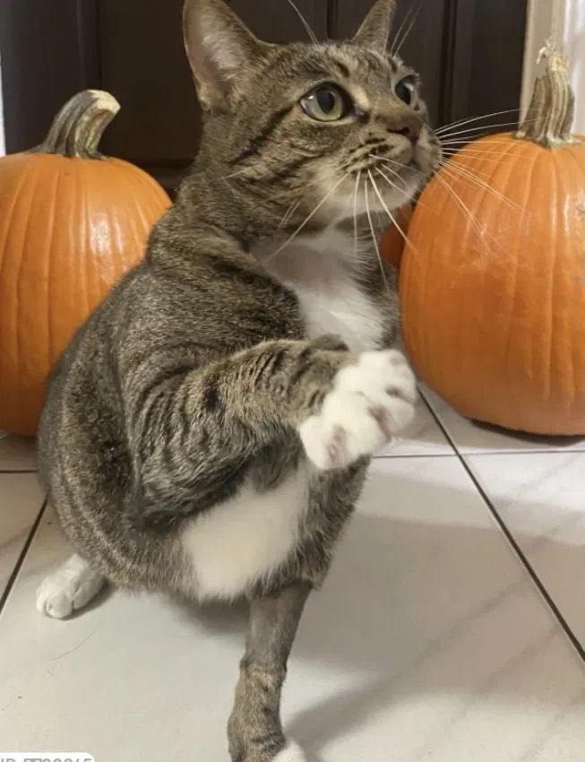 Lost cat in Miami, FL, 33155
