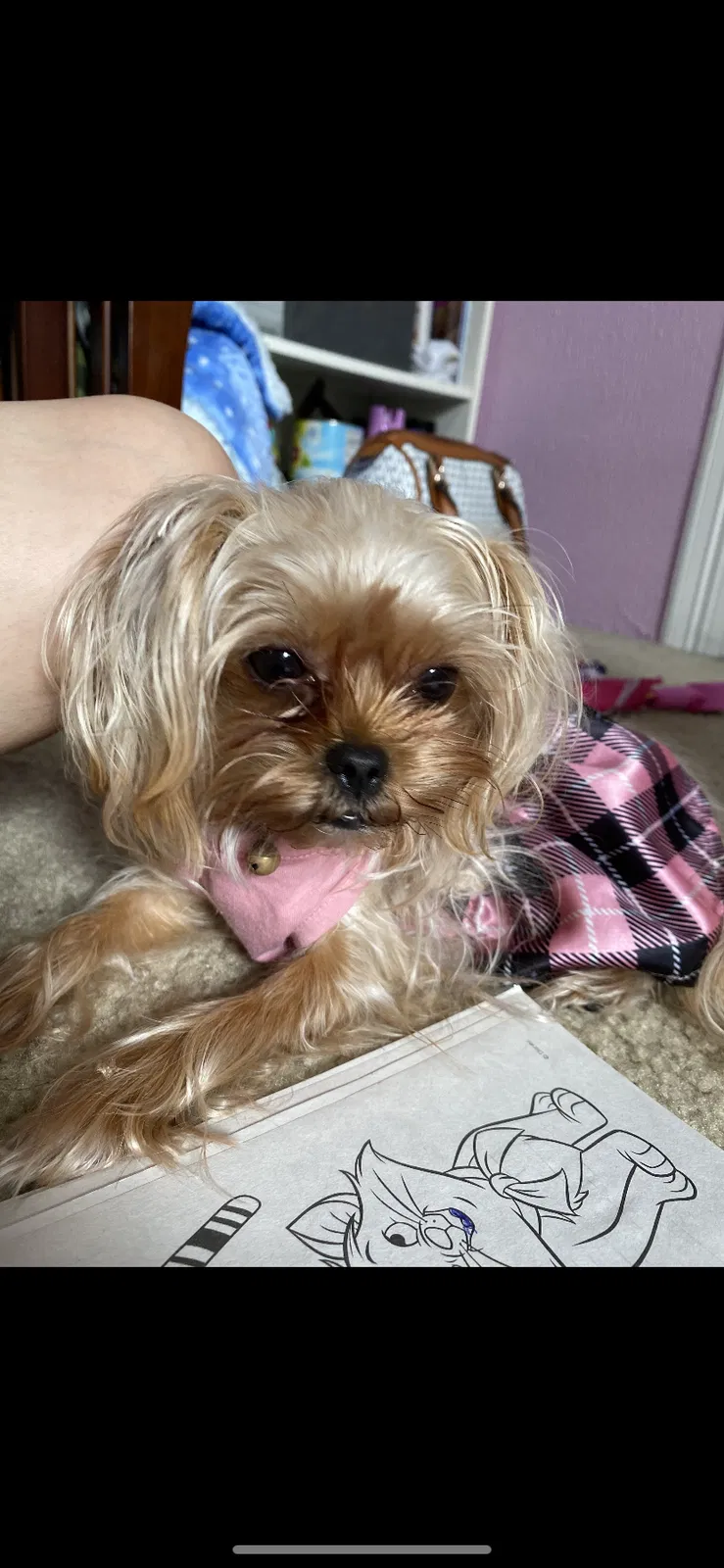 Lost dog in New Caney, TX, 77357