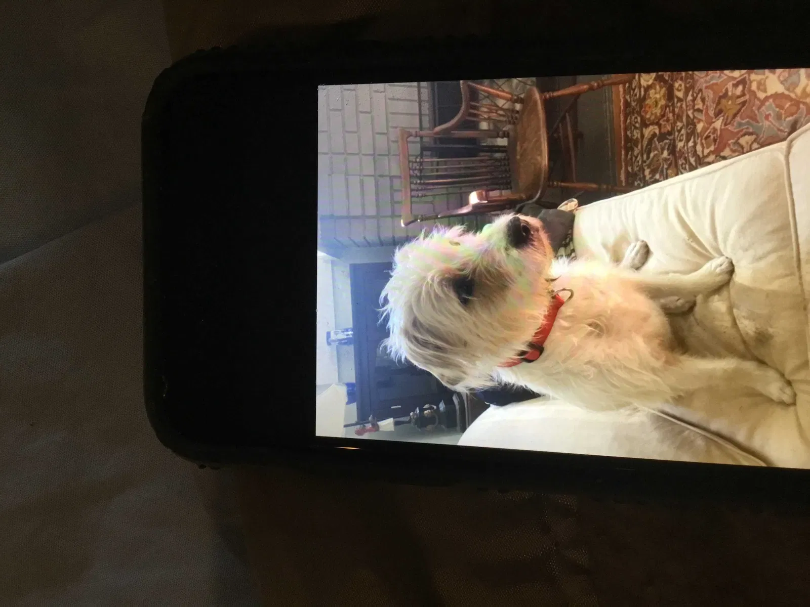 Lost dog in Mobile, AL, 36604