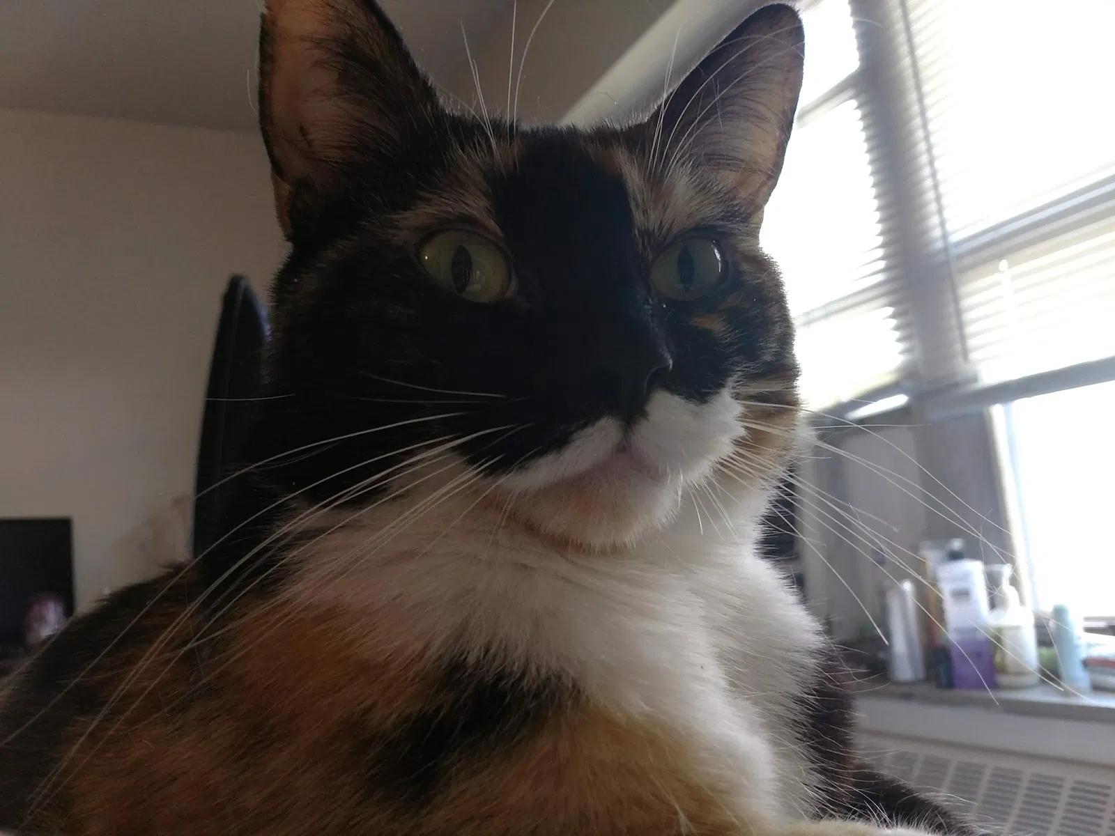 Lost cat in Kansas City, KS, 66103