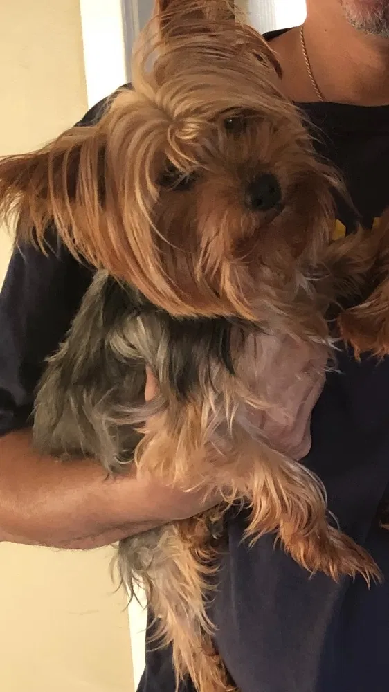Lost dog in Jobstown, NJ, 8041