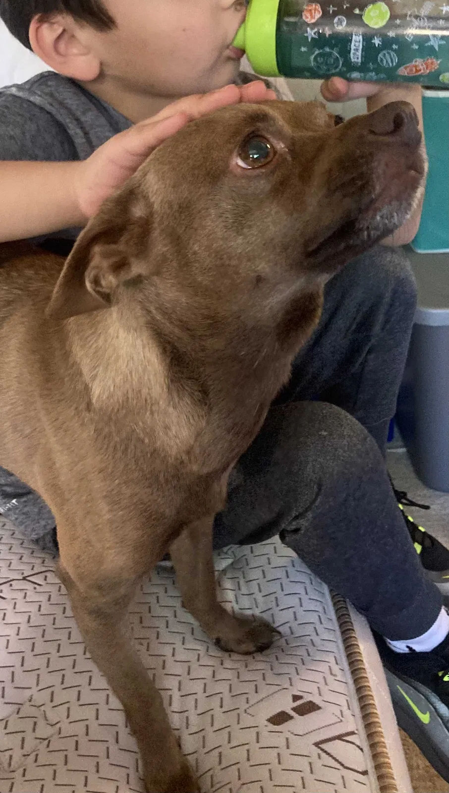 Lost dog in Tucson, AZ, 85719