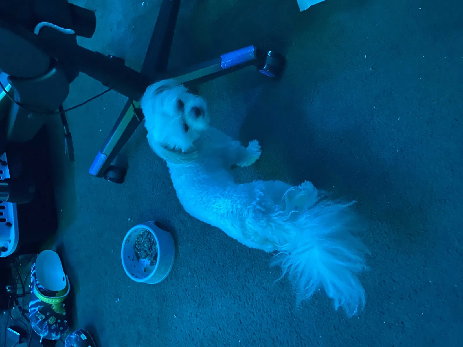 Lost dog in Gardena, CA, 90249