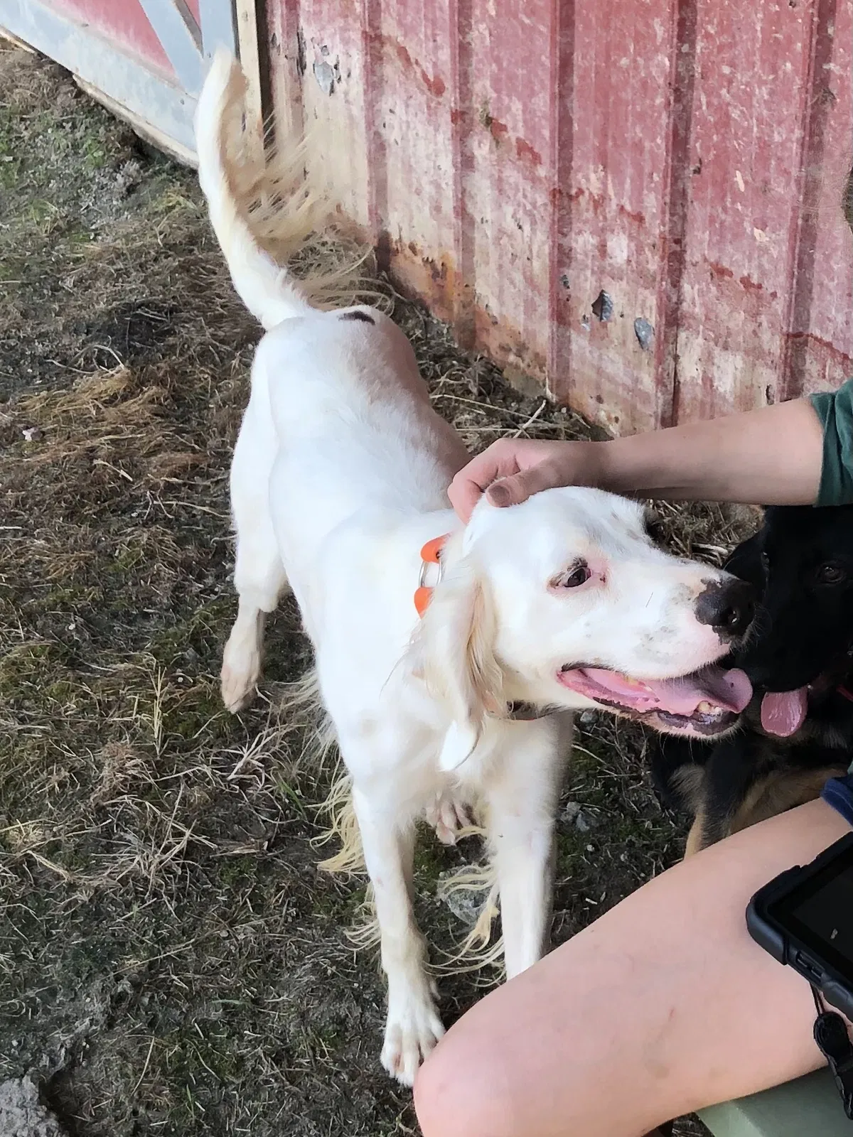 Lost dog in Dinwiddie, VA, 23841