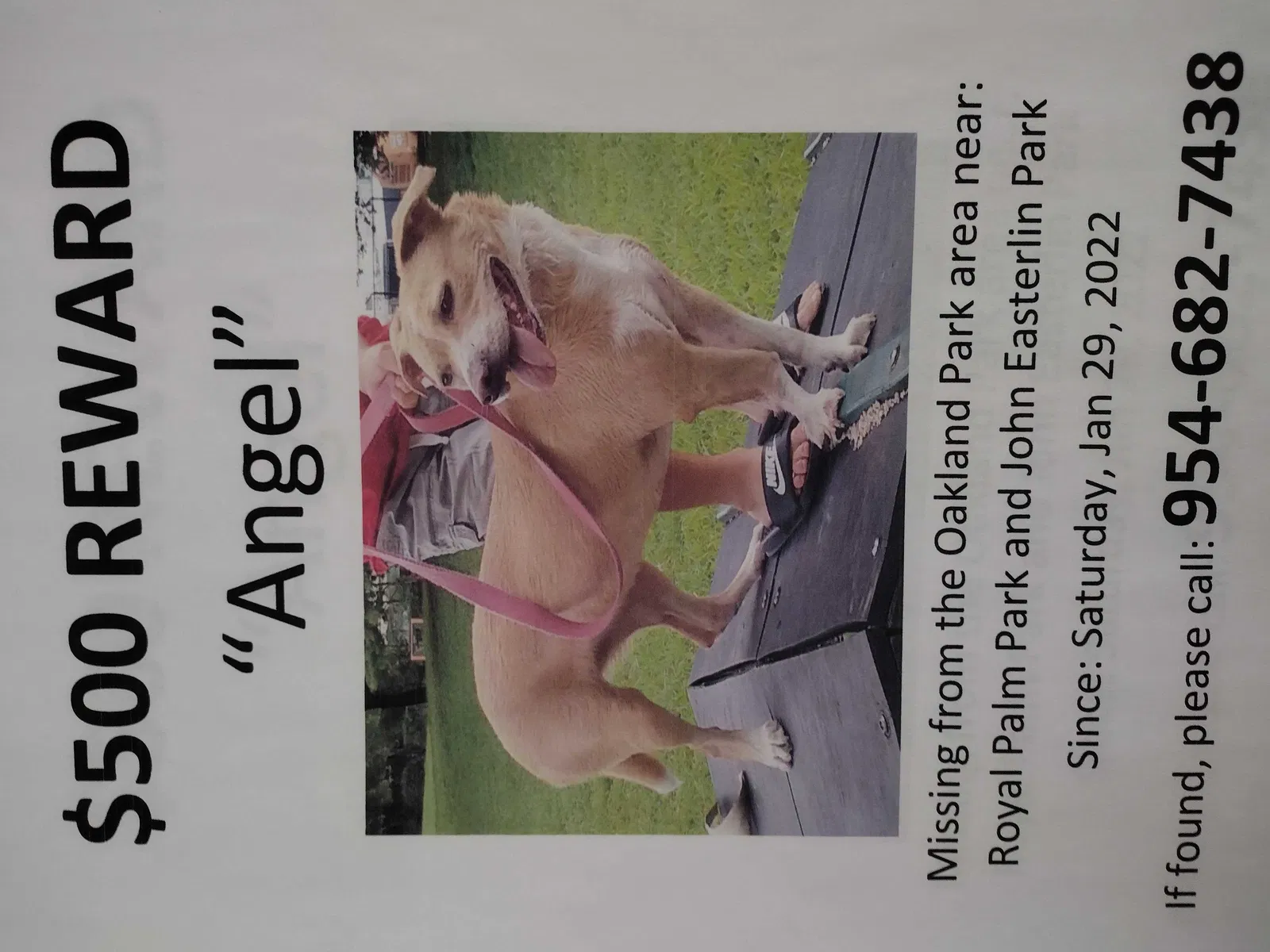 Lost dog in Fort Lauderdale, FL, 33309