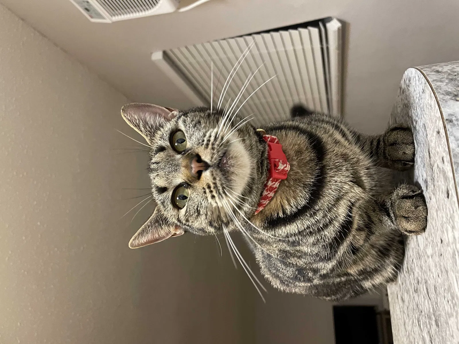 Lost cat in Tampa, FL, 33613