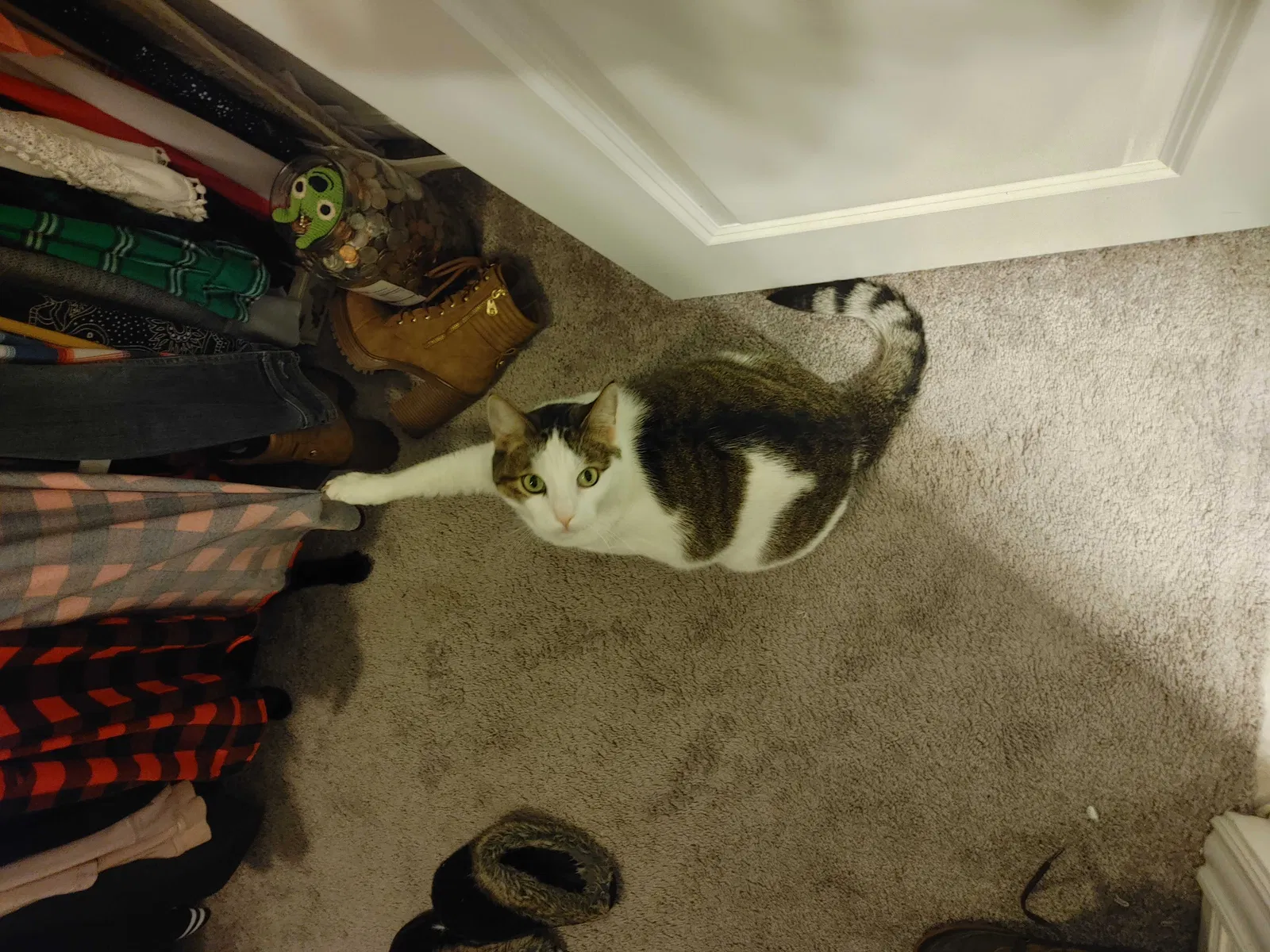 Lost cat in Pflugerville, TX, 78660