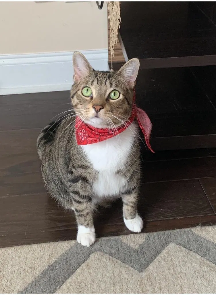 Lost cat in Summerville, SC, 29485