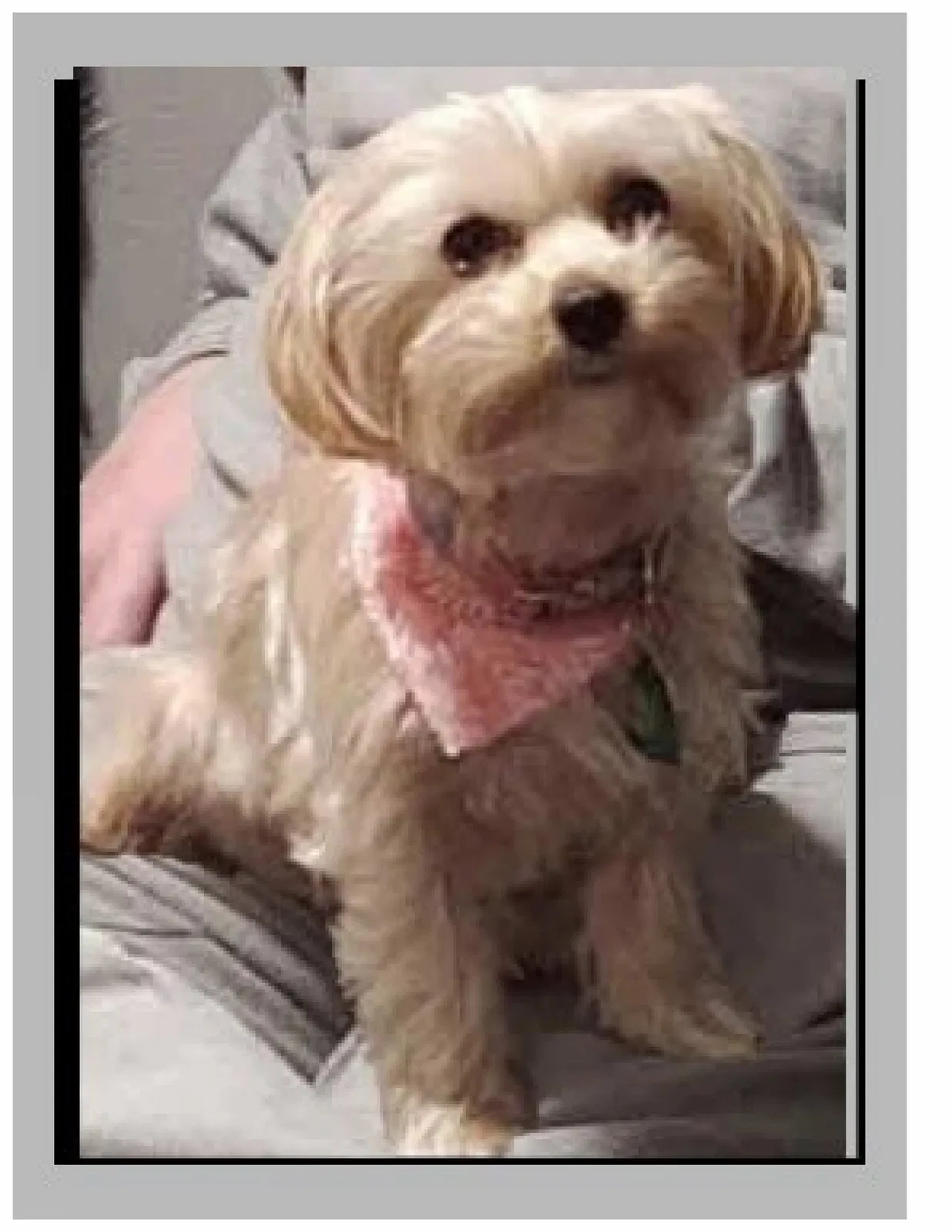 Lost dog in Oklahoma City, OK, 73150