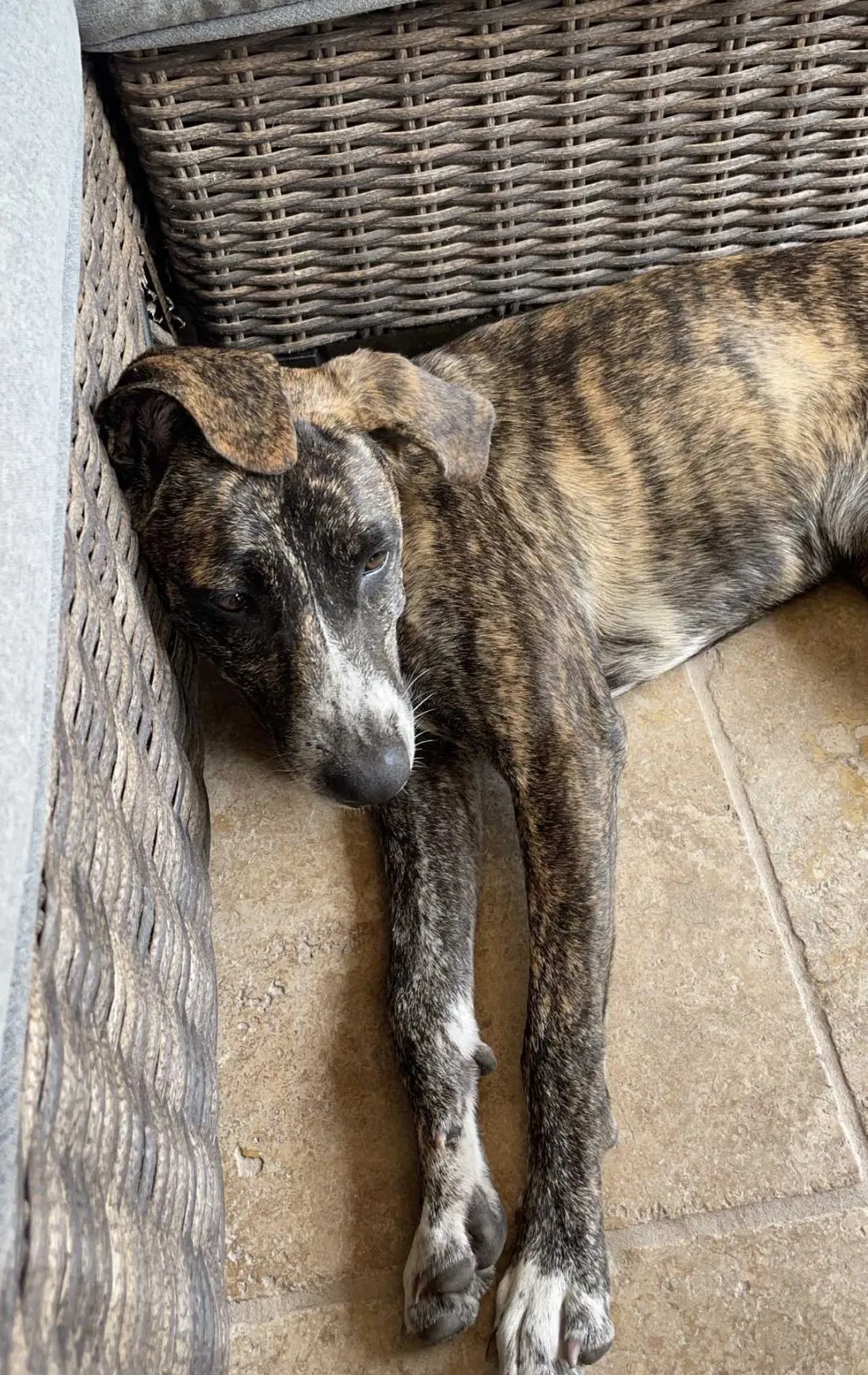 Lost dog in Corpus Christi, TX, 78418