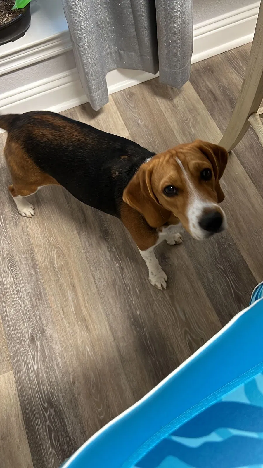Lost dog in Seagoville, TX, 75159