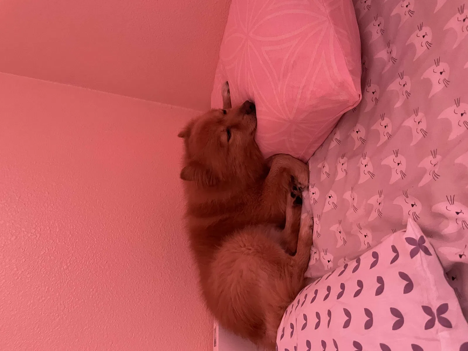 Lost dog in Sachse, TX, 75048