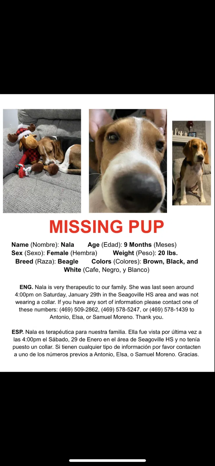 Lost dog in Seagoville, TX, 75159