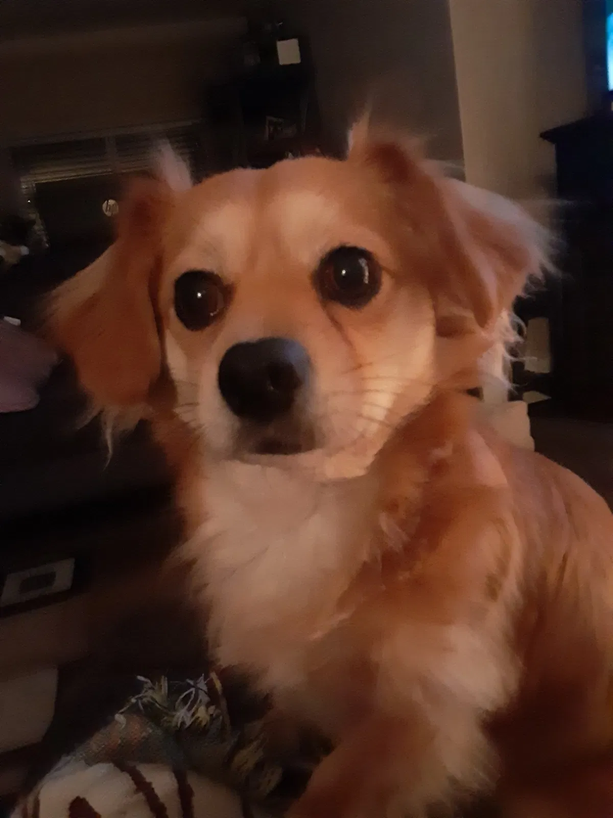 Lost dog in Seattle, WA, 98188