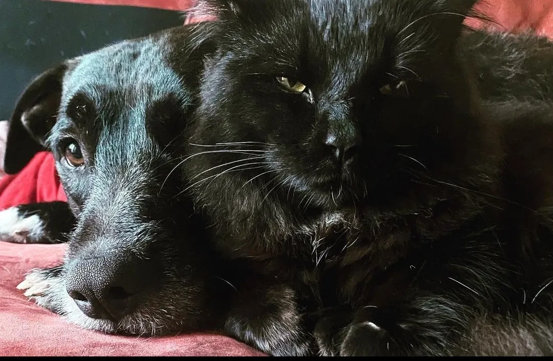 Lost cat in San Leandro, CA, 94579