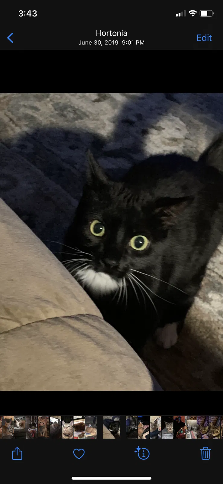 Lost cat in Hortonville, WI, 54944