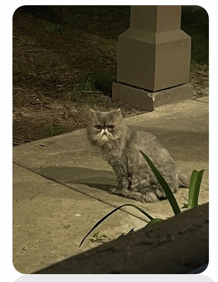 Lost cat in Oceanside, CA, 92056