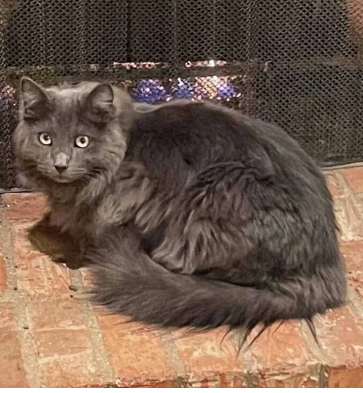 Lost cat in Fort Worth, TX, 76133