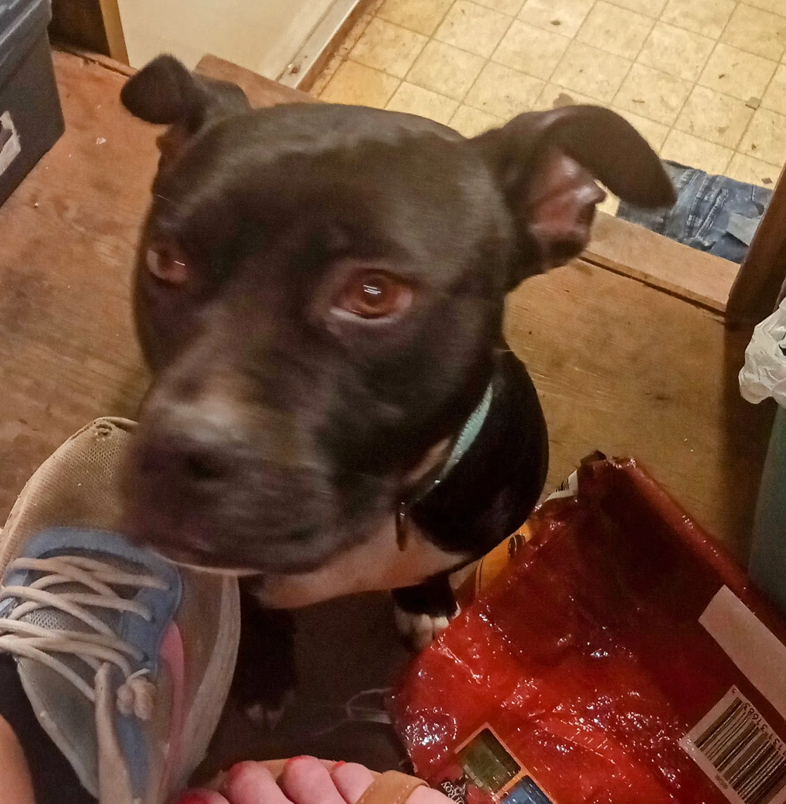 Lost dog in San Antonio, TX, 78223
