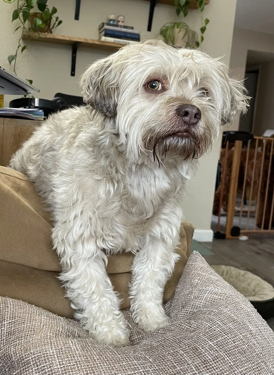 Lost dog in Sacramento, CA, 95826