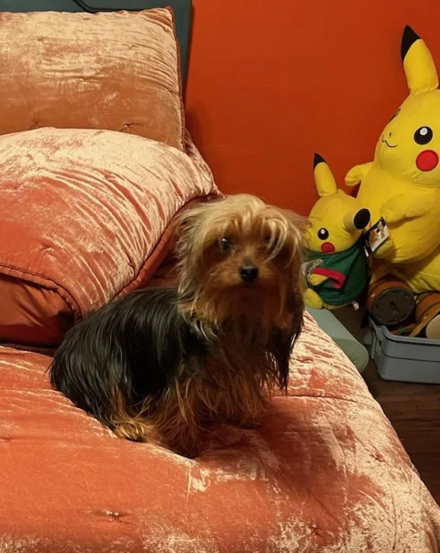 Lost dog in Sacramento, CA, 95822