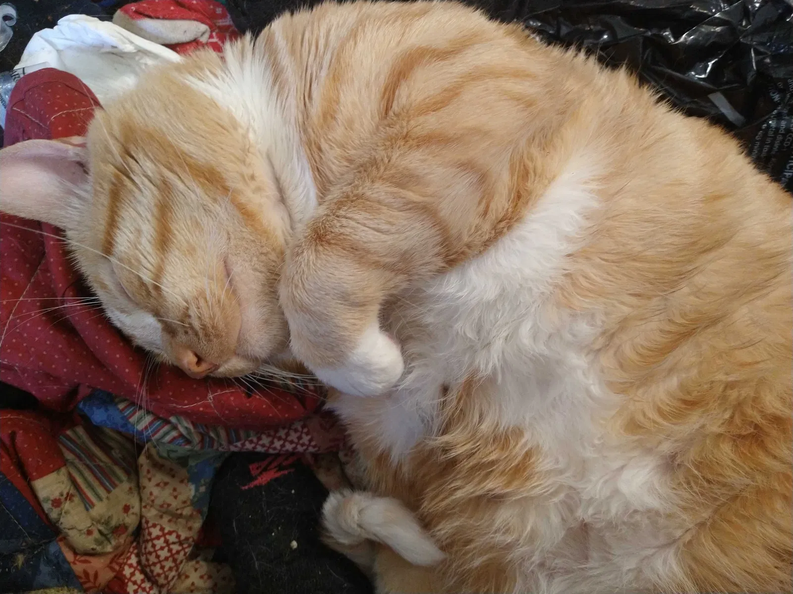 Lost cat in Monterey, CA, 93940