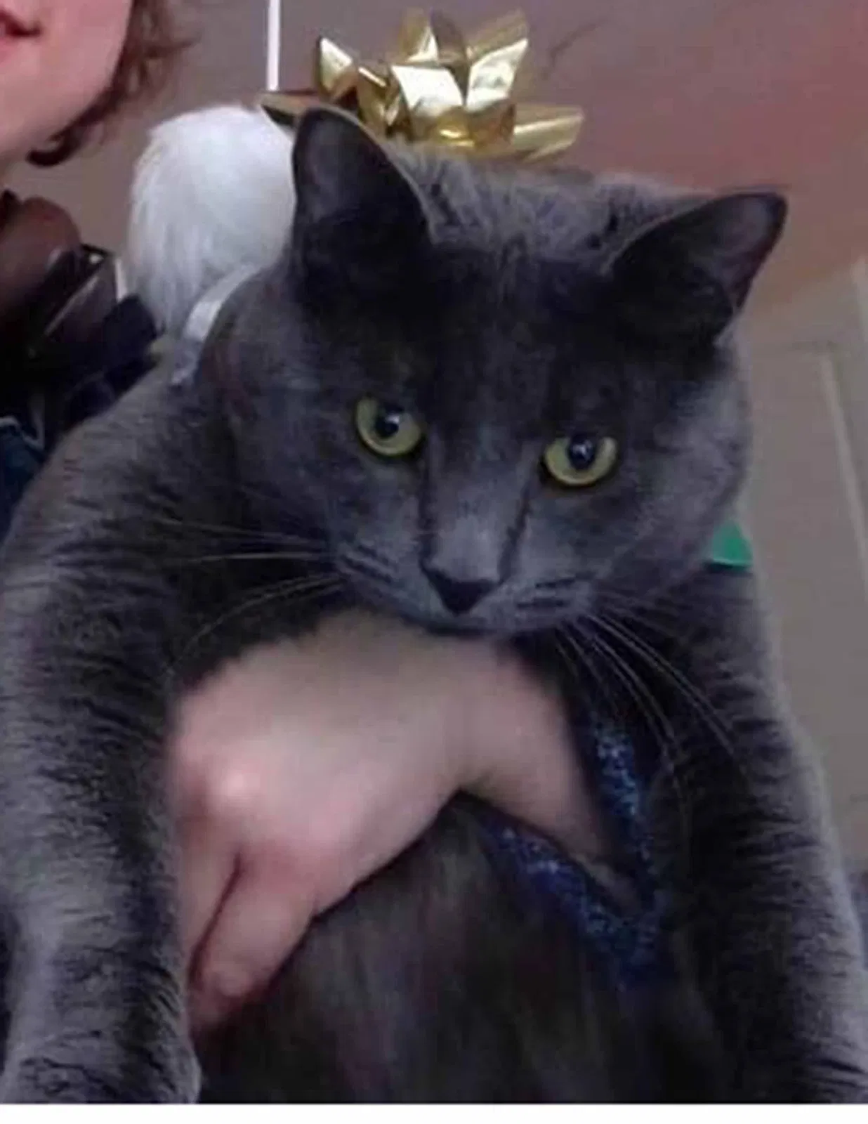 Lost cat in Palm Bay, FL, 32905