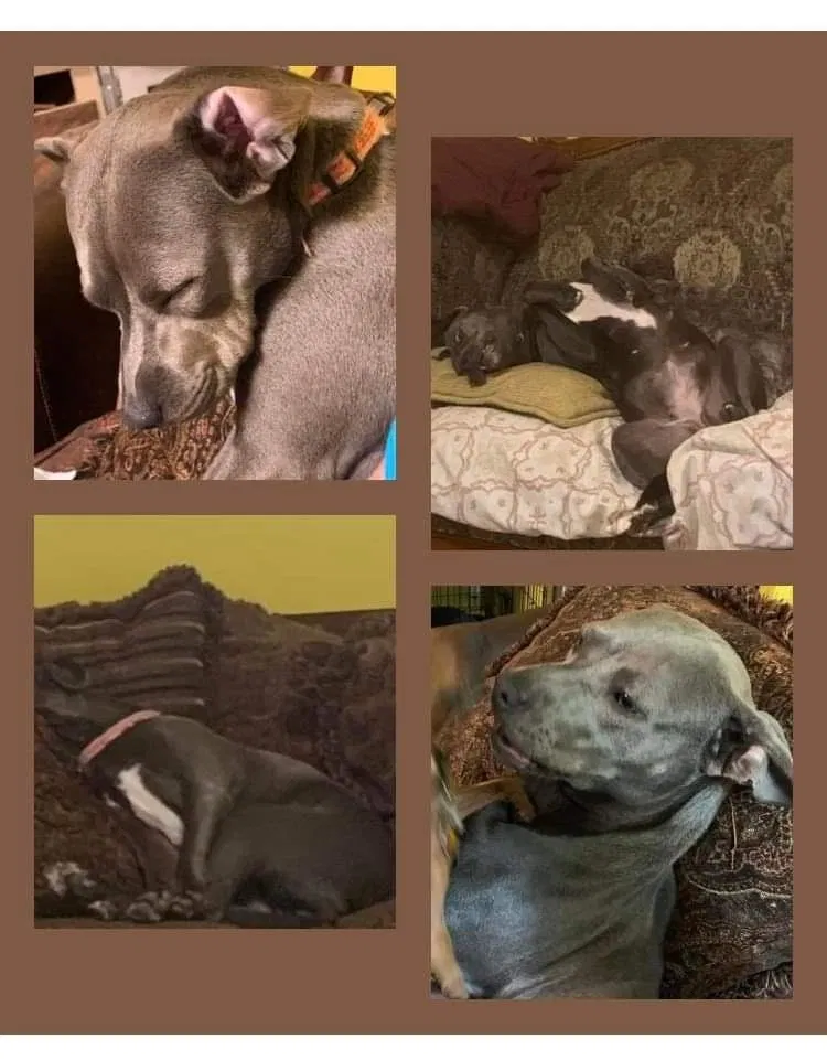 Lost dog in Rome, GA, 30165
