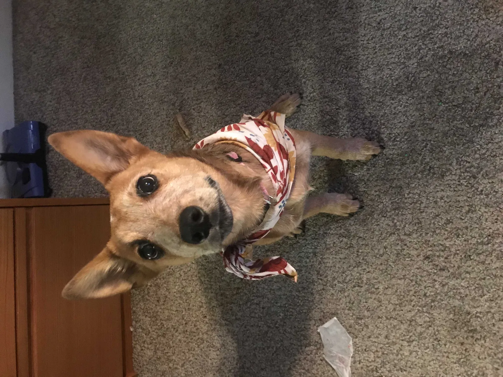 Lost dog in Mcpherson, KS, 67460